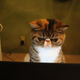 Illustration for article titled Cat Cafes Dont Get Much Cuter Than This